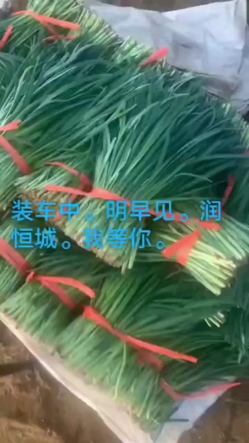 精品韭菜