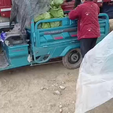 大量供应甘蓝