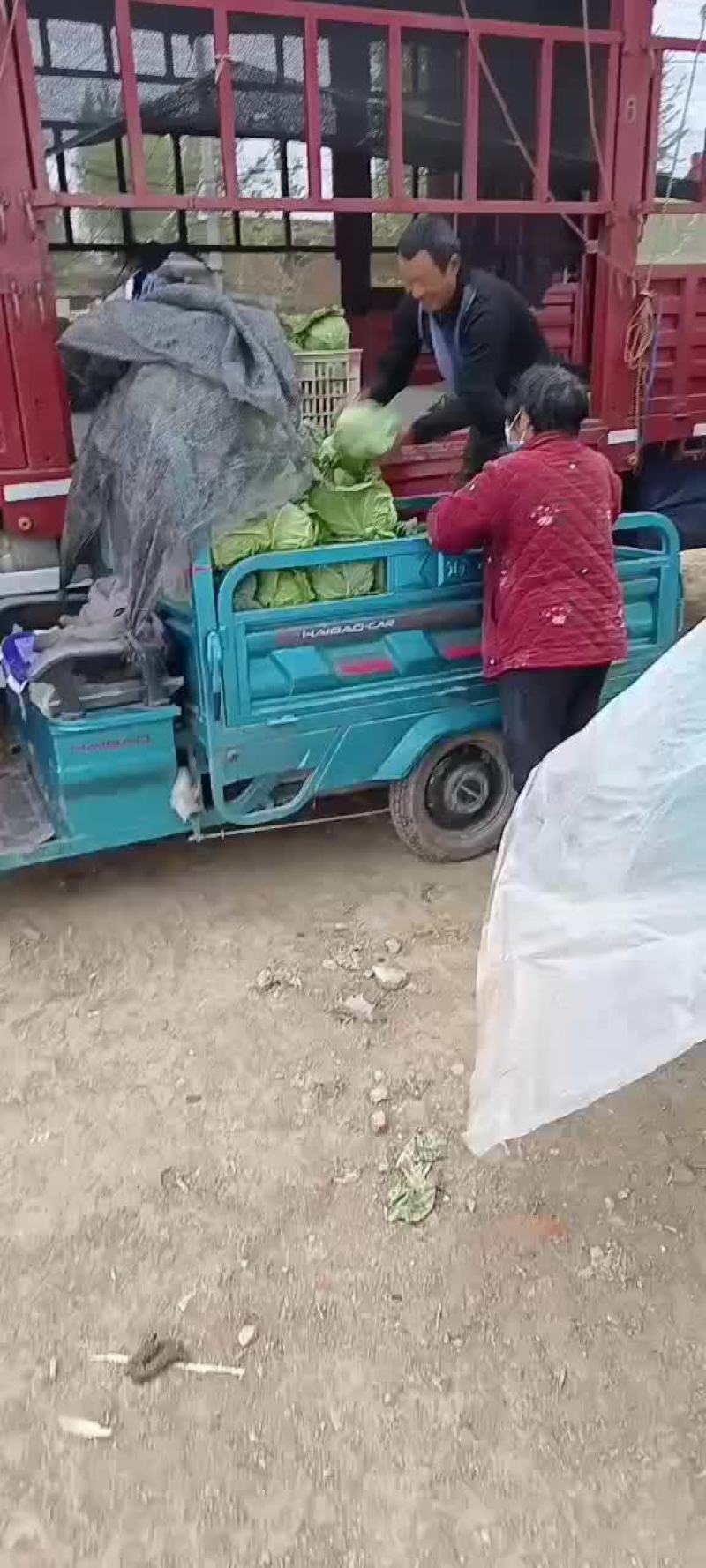 大量供应甘蓝