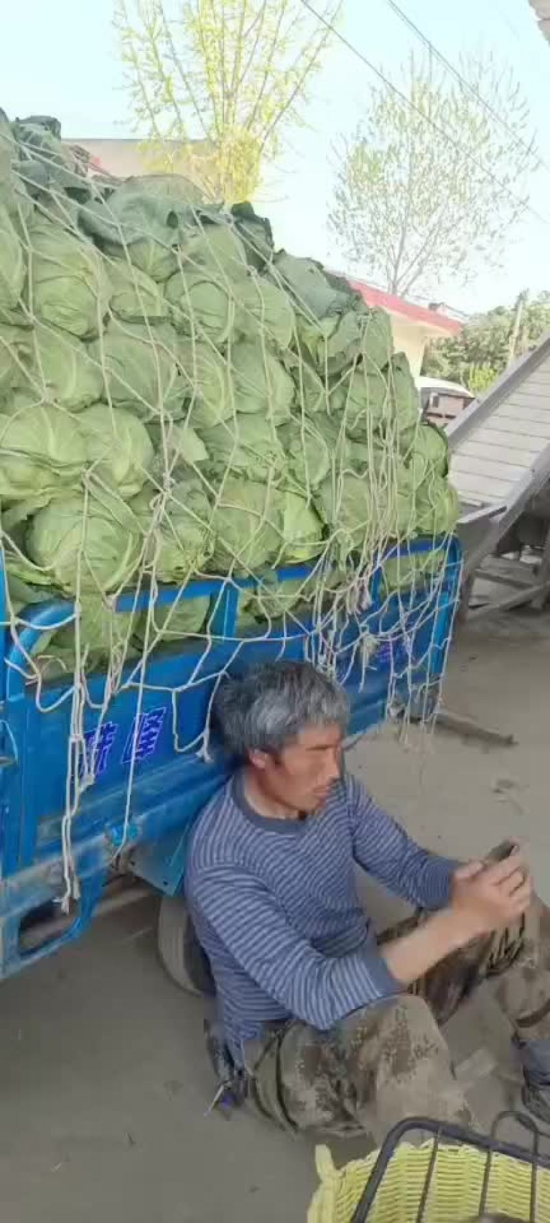 大量供应甘蓝