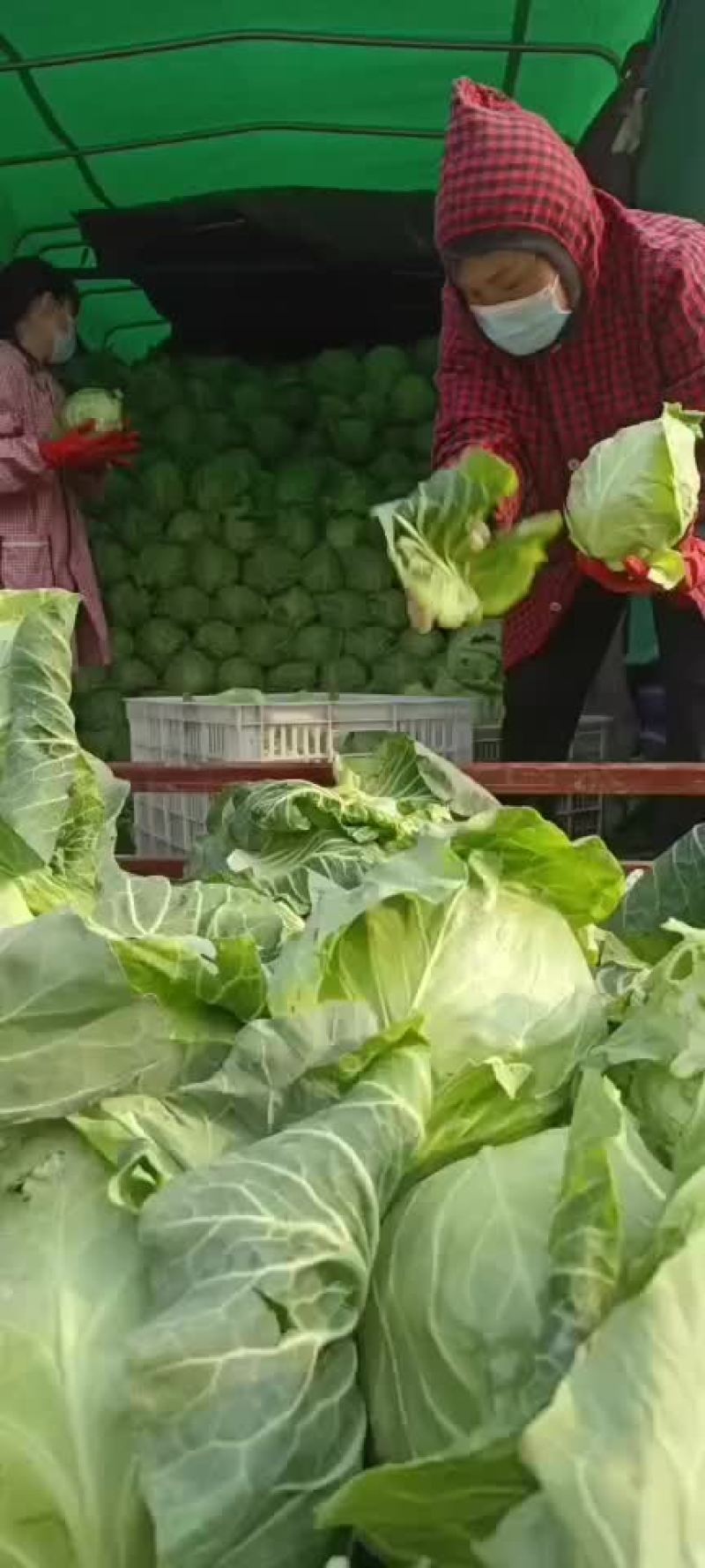 大量供应甘蓝