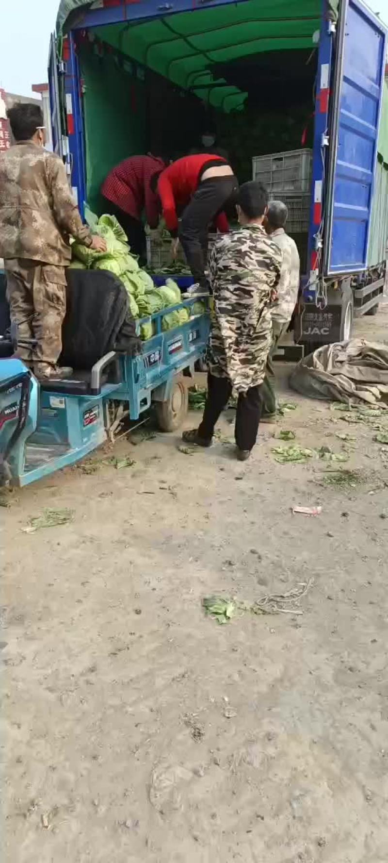 大量供应甘蓝