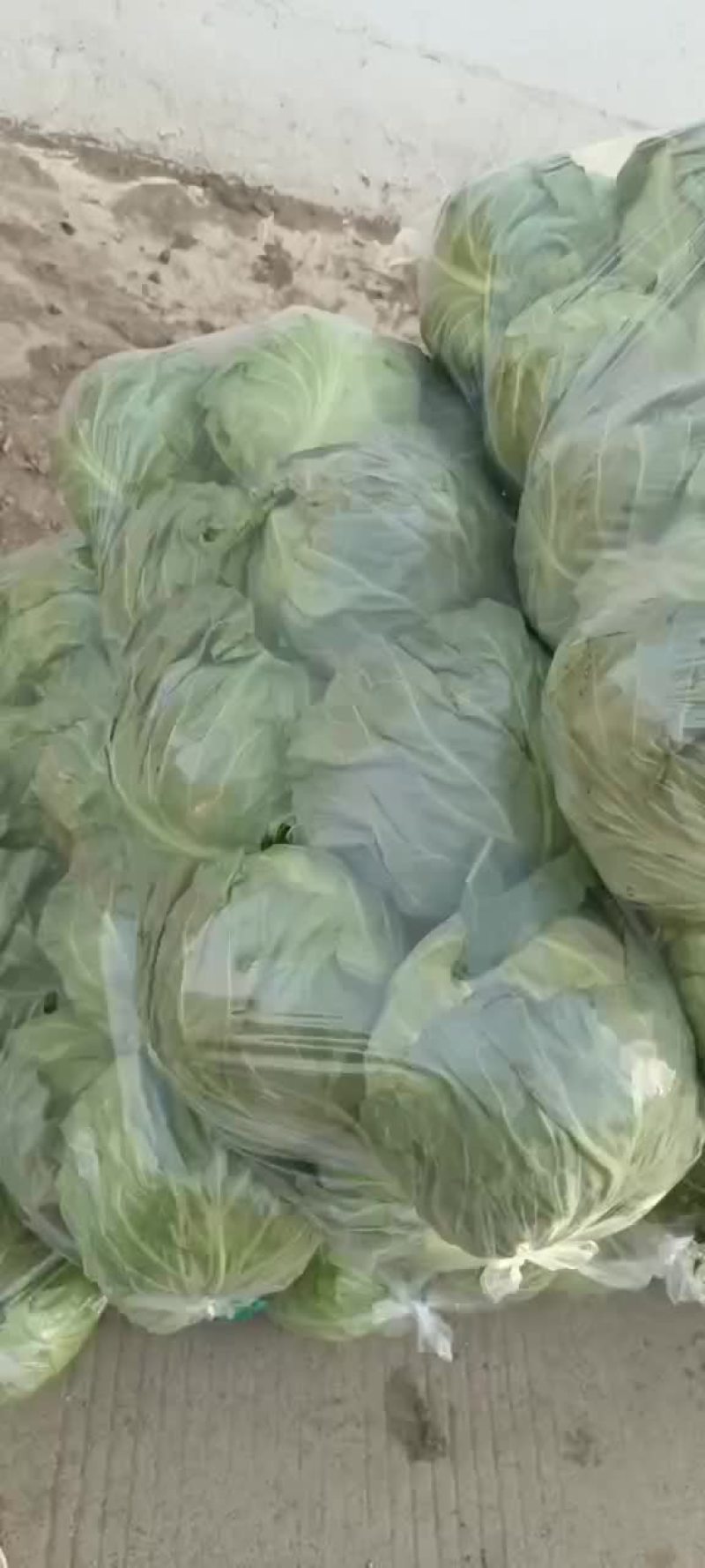 大量供应甘蓝