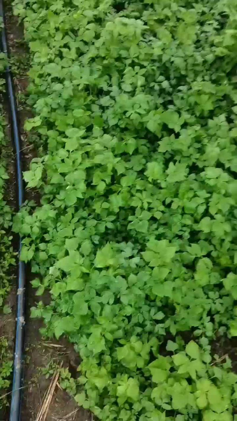 大叶芹