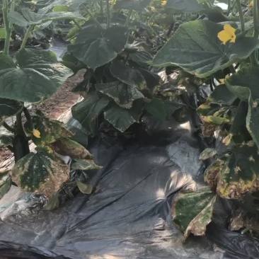 水果黄瓜小黄瓜产地直销