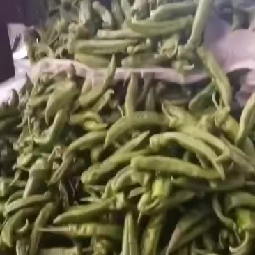 各种辣椒