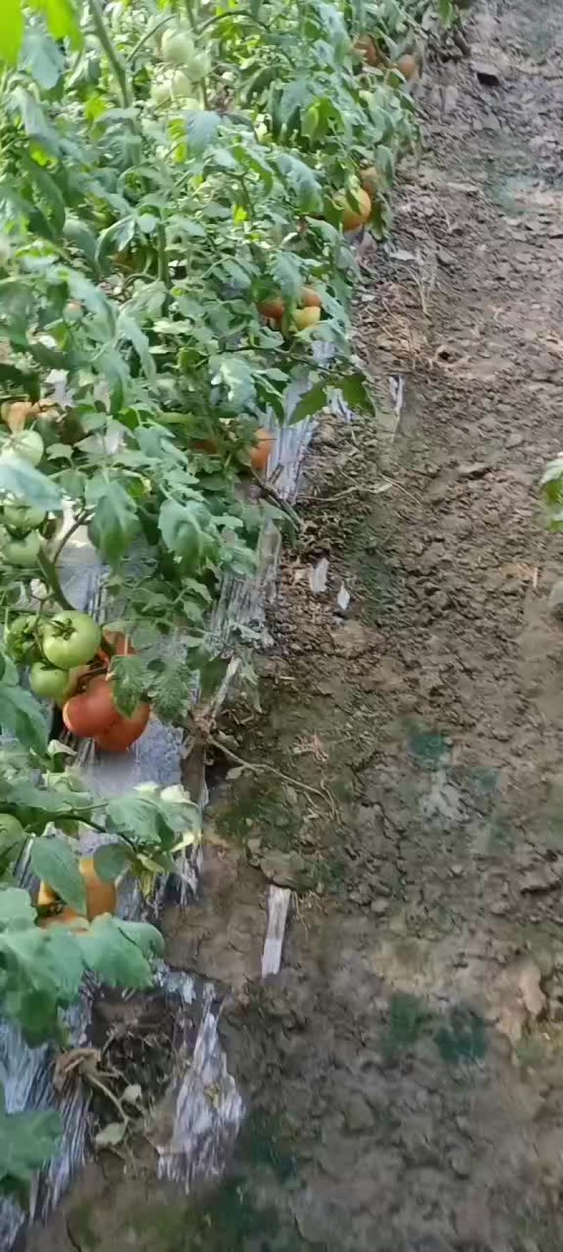 各种辣椒