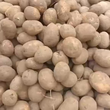 精品陇14