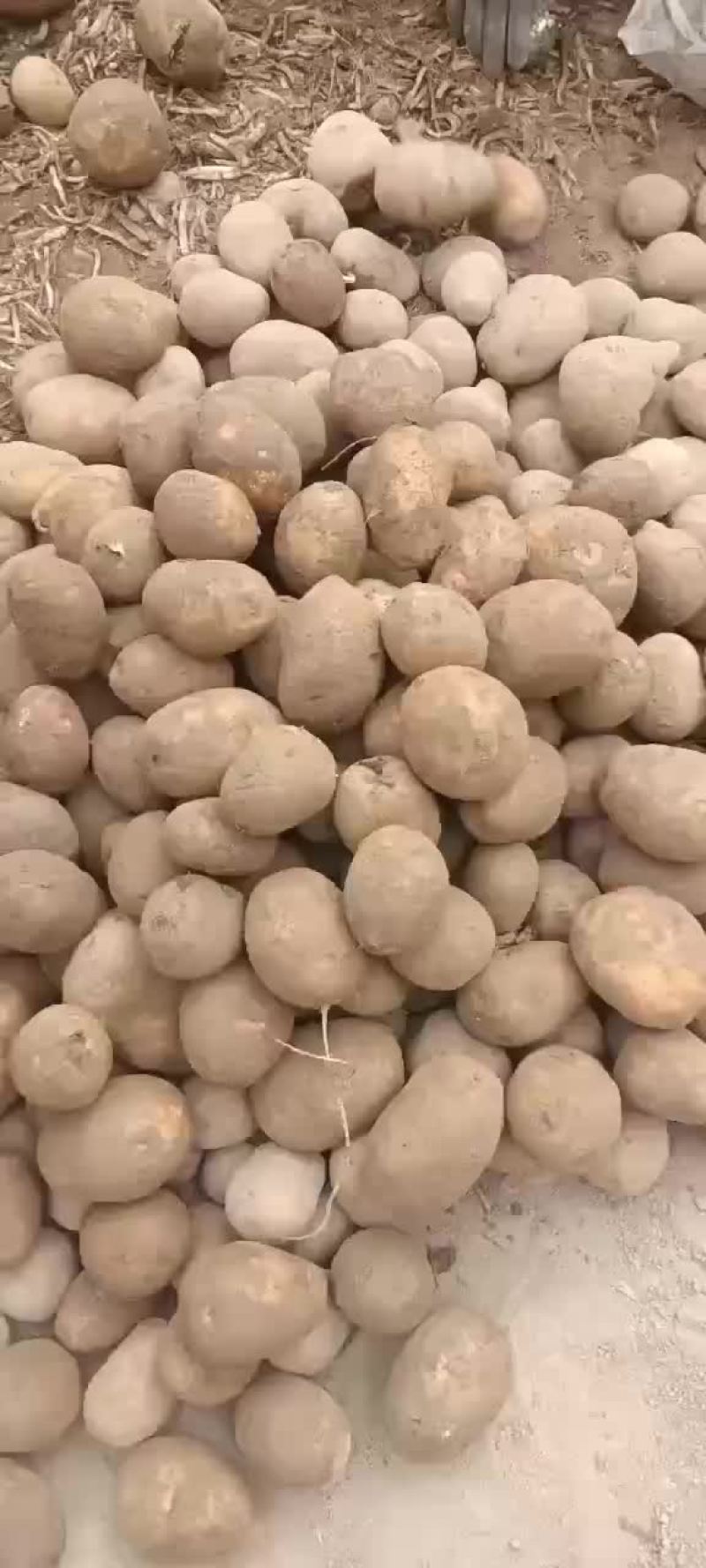 精品陇14