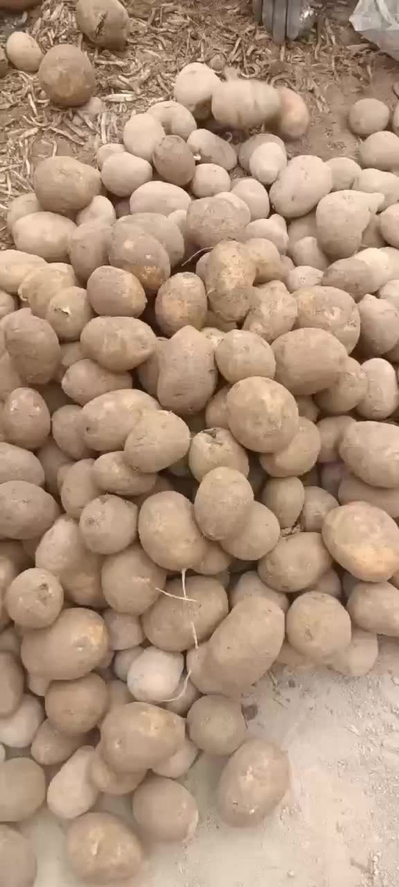 精品陇14