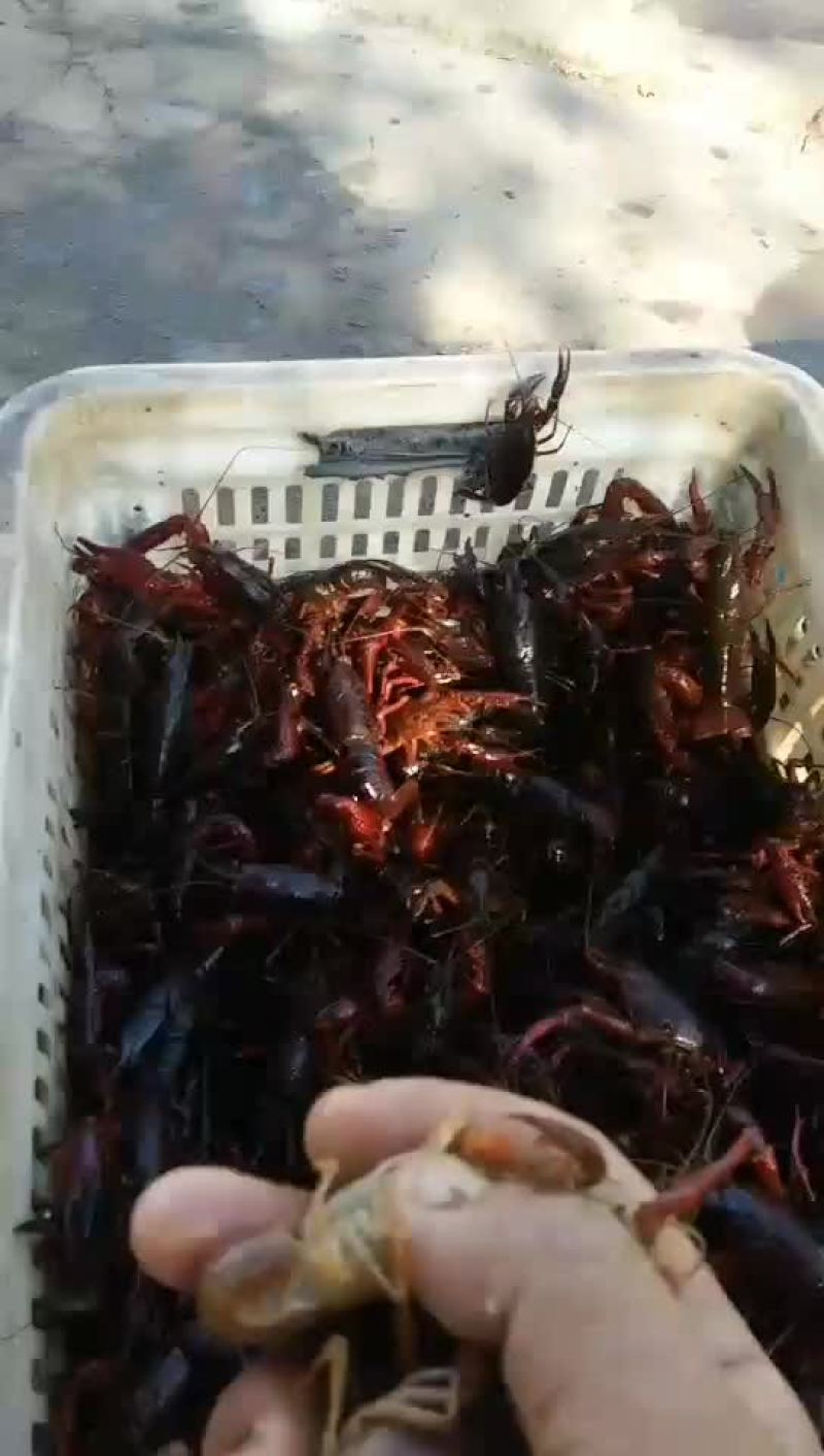 微山湖龙虾大量批发