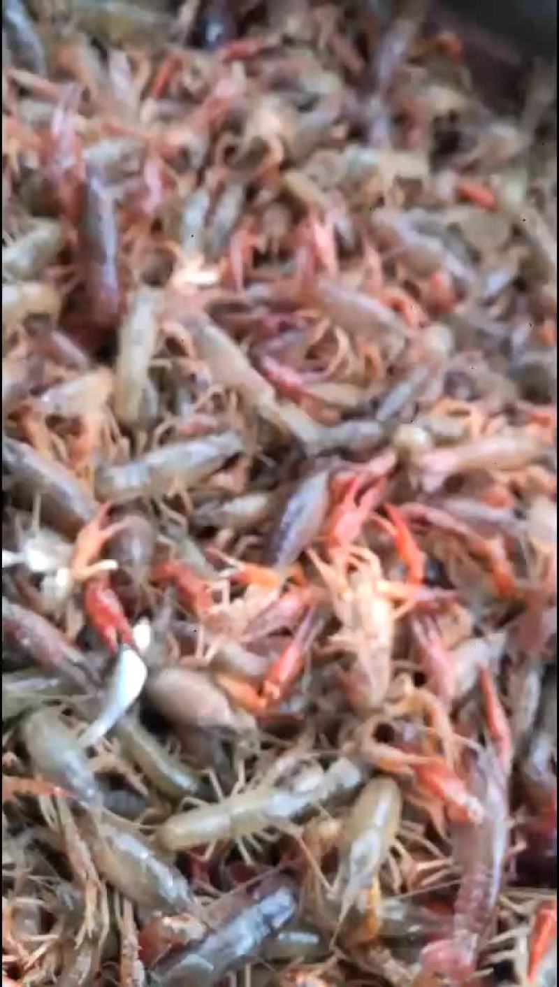 微山湖龙虾大量批发