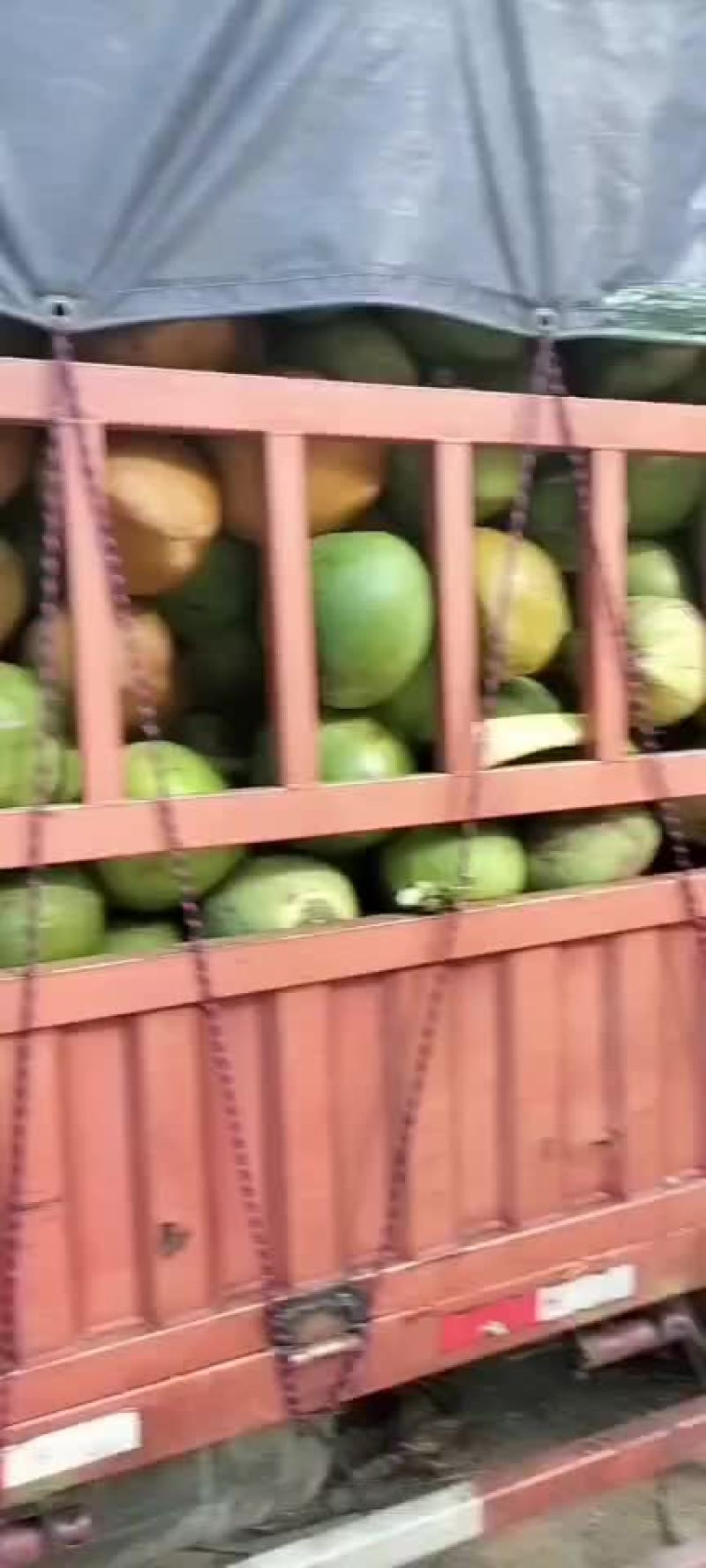 椰青