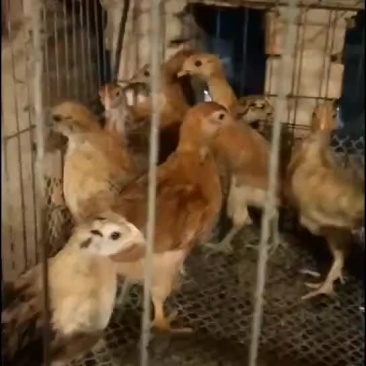 脱温鸡。
