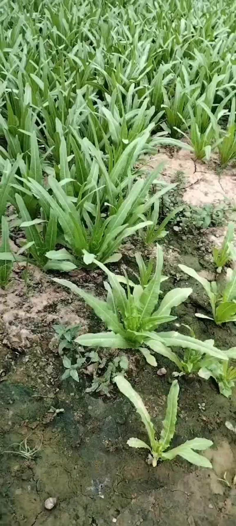 油麦