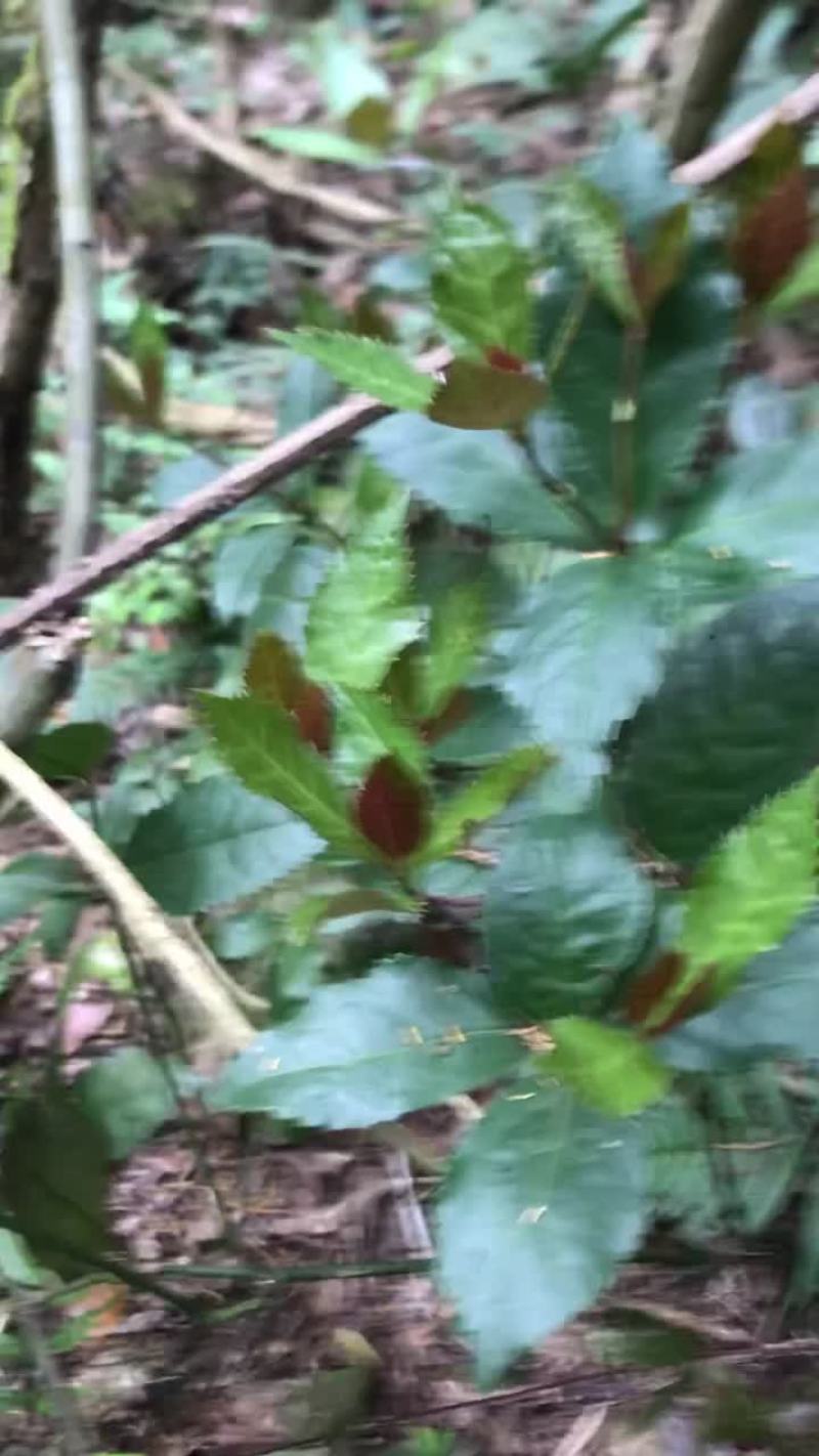野生九节茶中药草珊瑚现挖现采干鲜货齐全