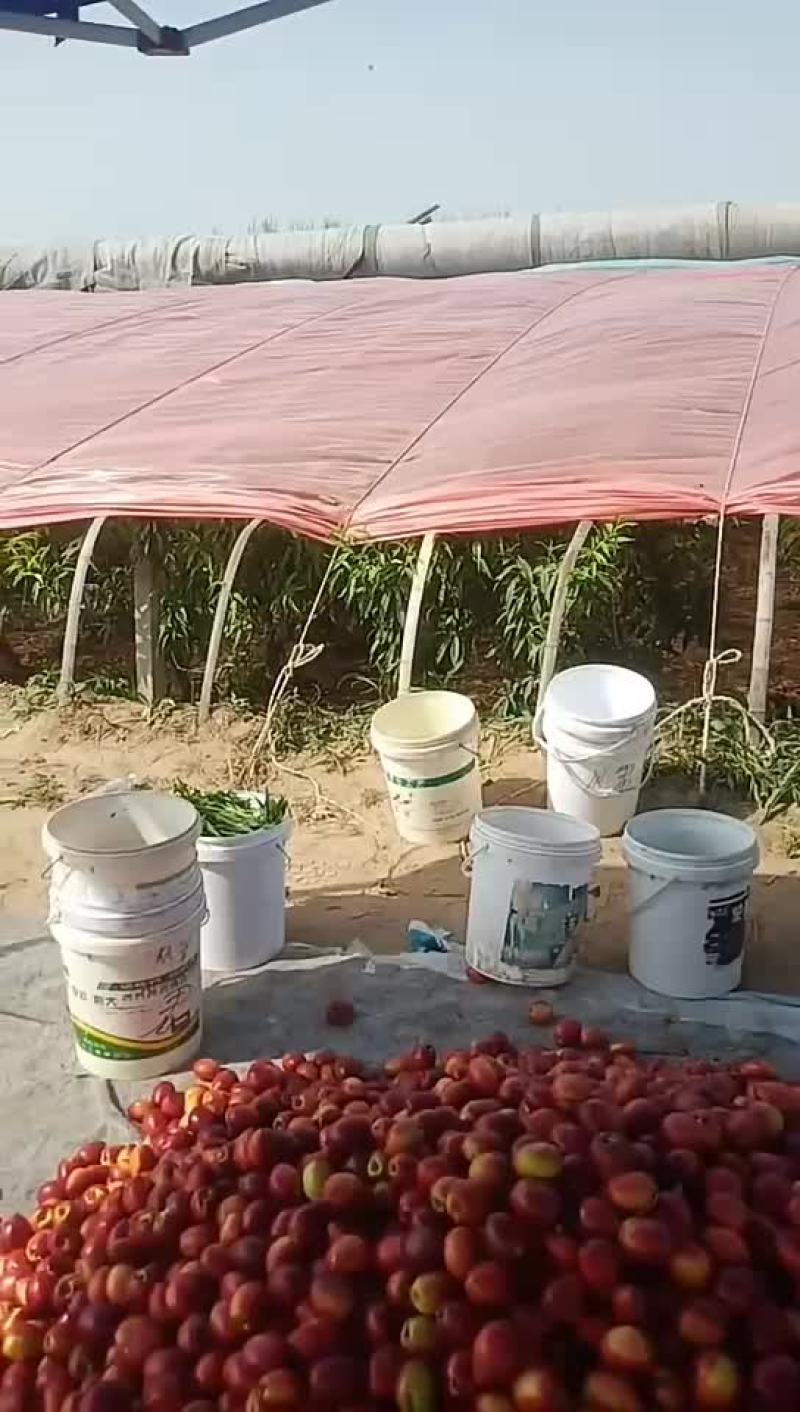 山东省聊城市冠县兰沃乡水果基地长期供应各种水果！