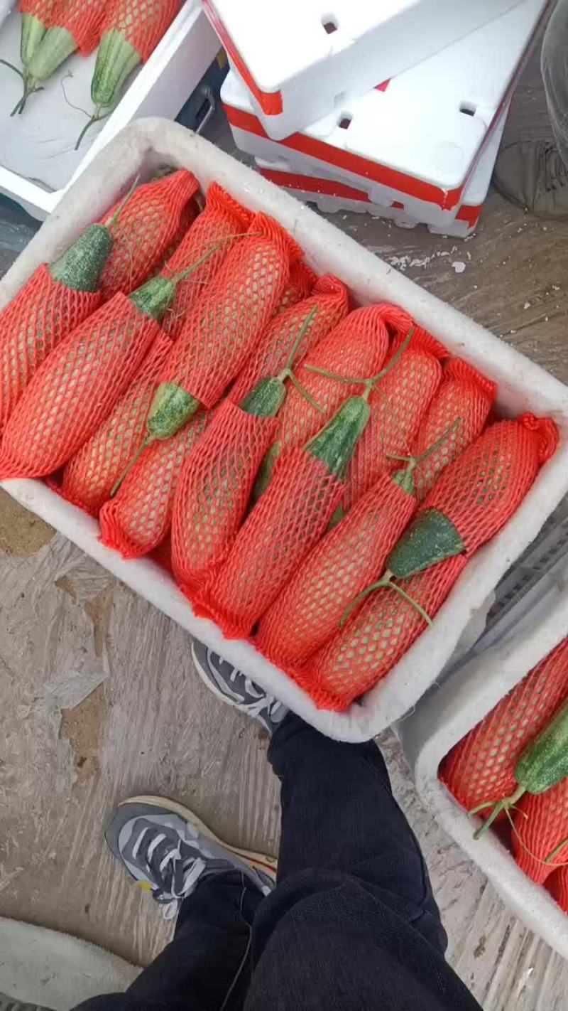 博洋9羊角密