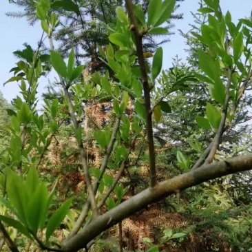 我有野生穿破石药材，寻找买家。