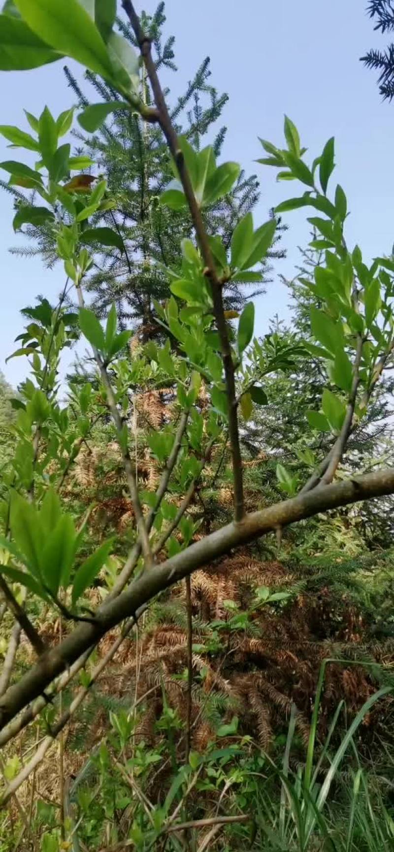 我有野生穿破石药材，寻找买家。