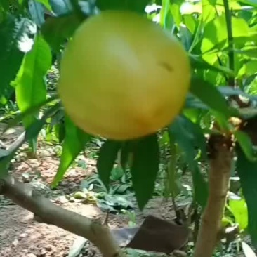 黄金油桃