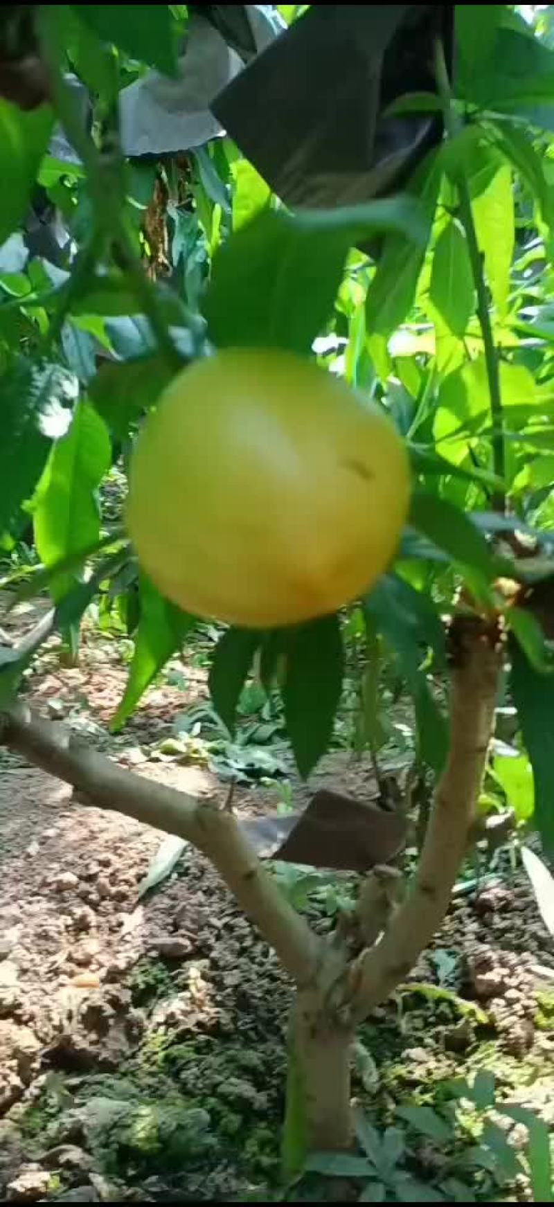 黄金油桃