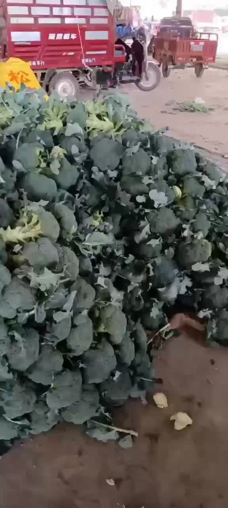 精品西兰花上市，价格不贵