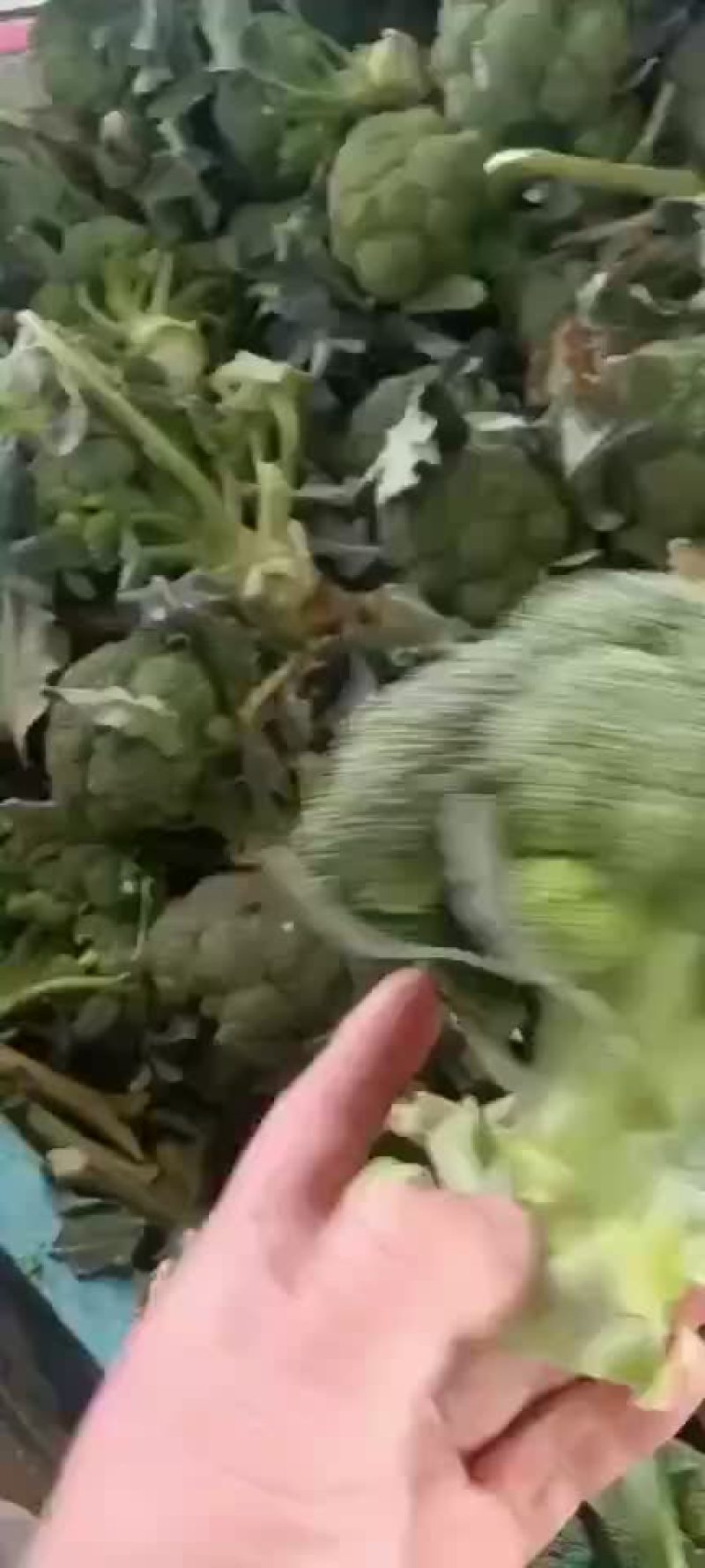 精品西兰花上市，价格不贵