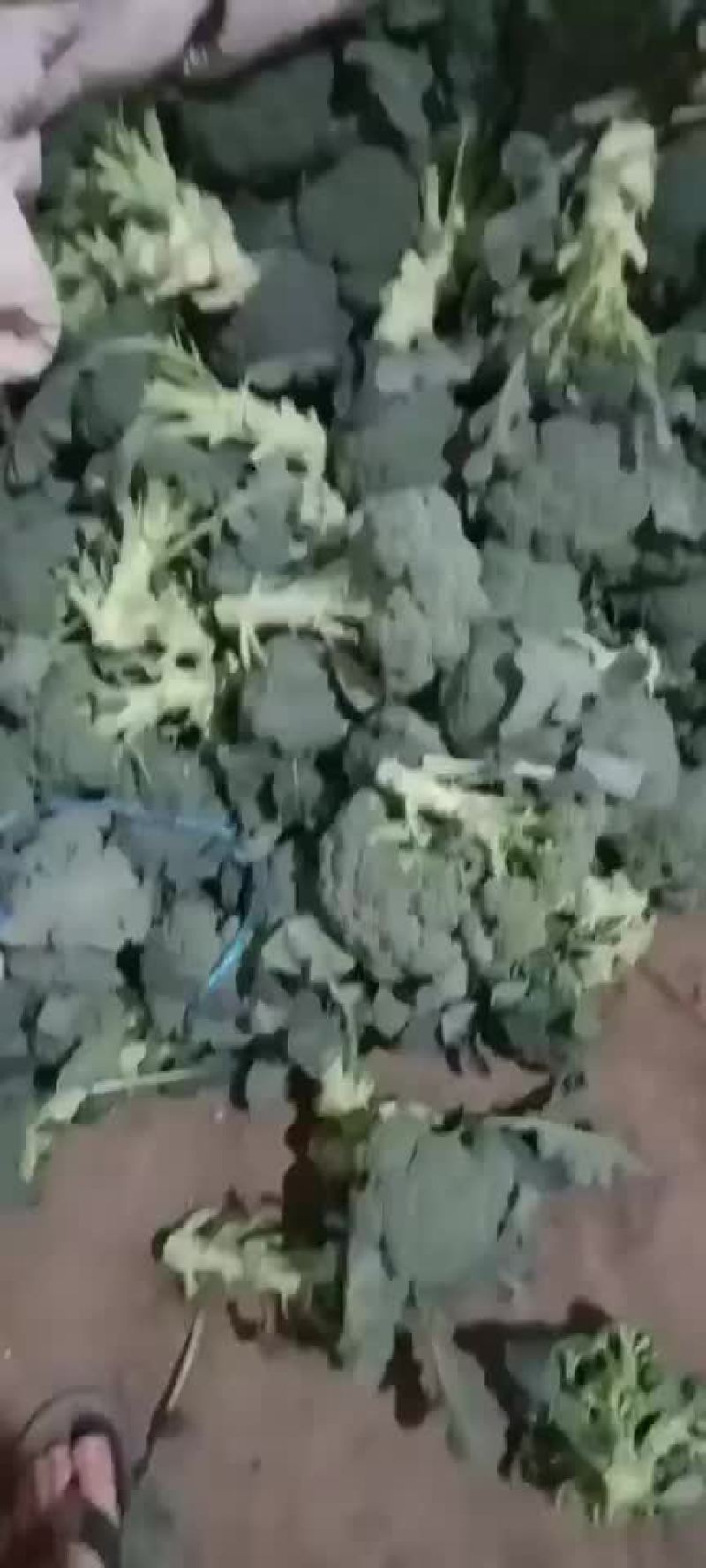 精品西兰花上市，价格不贵