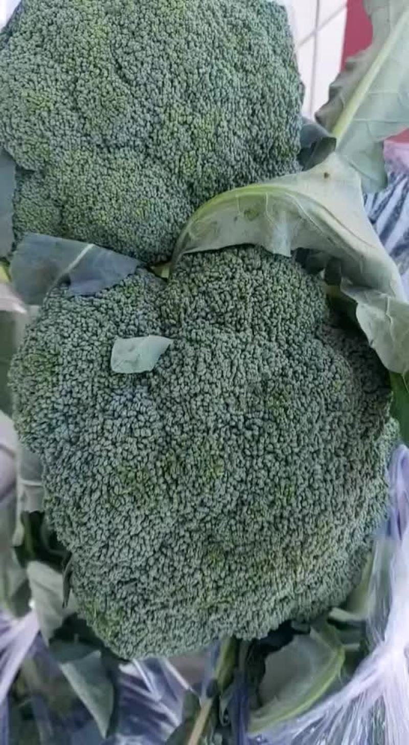精品西兰花上市，价格不贵