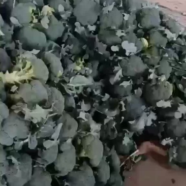 精品西兰花上市，价格不贵
