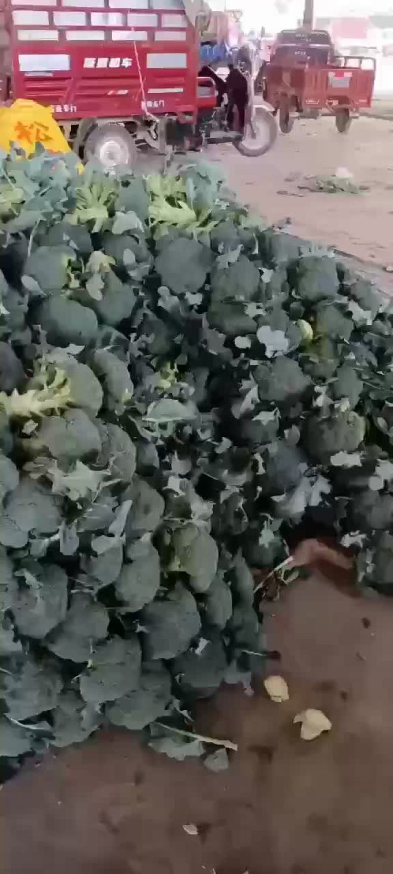 精品西兰花上市，价格不贵