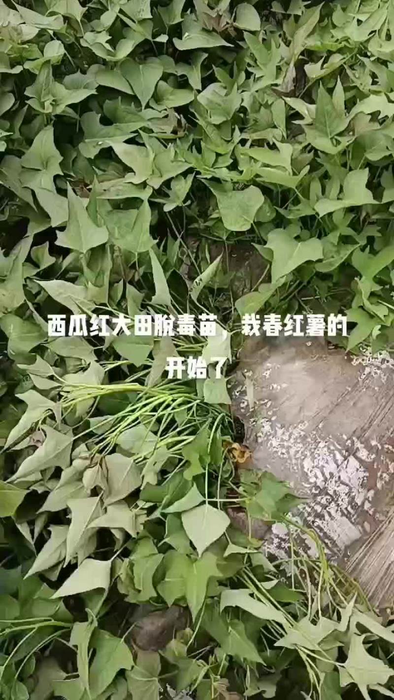 大田西瓜红红薯苗