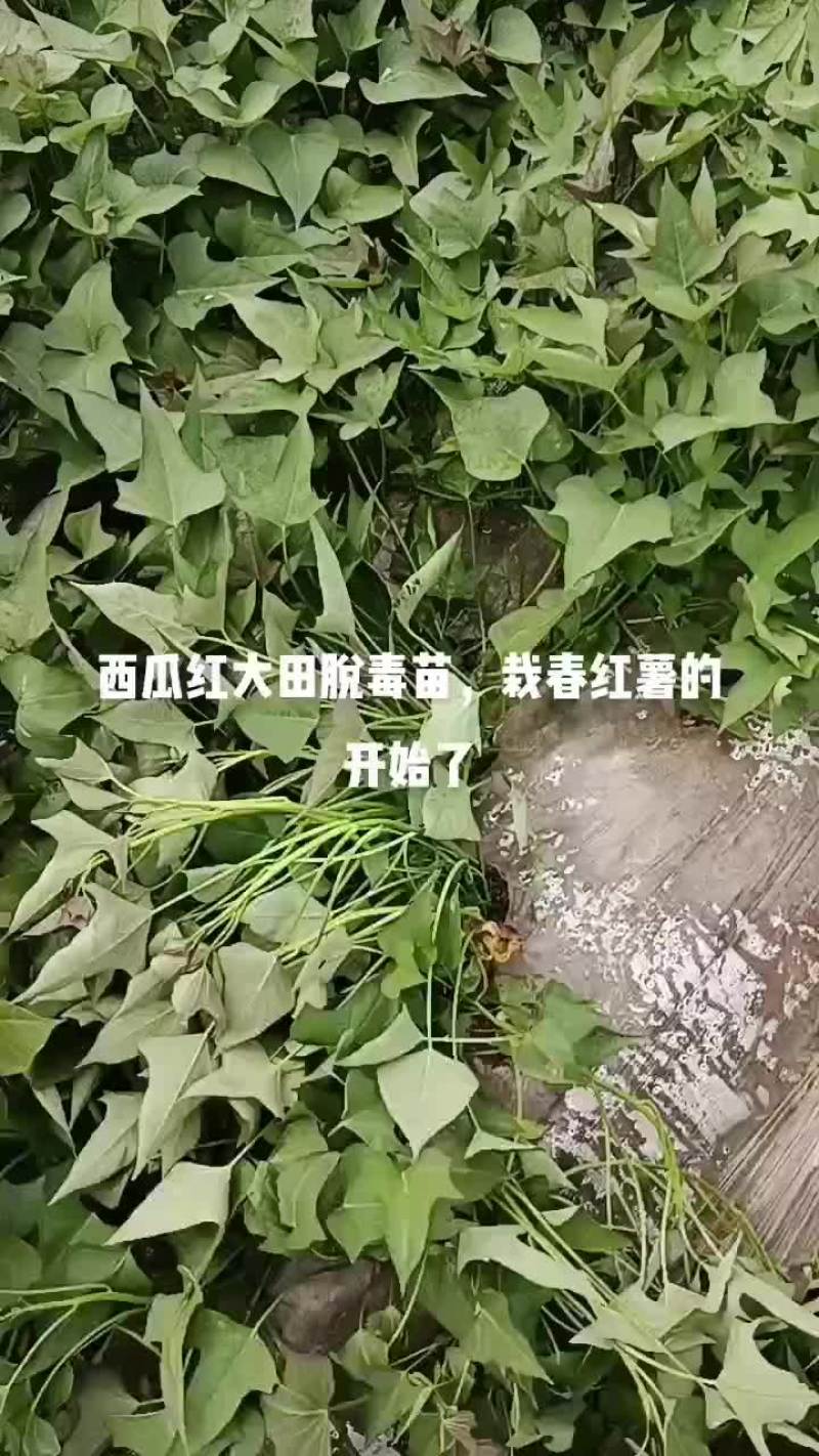 大田西瓜红红薯苗