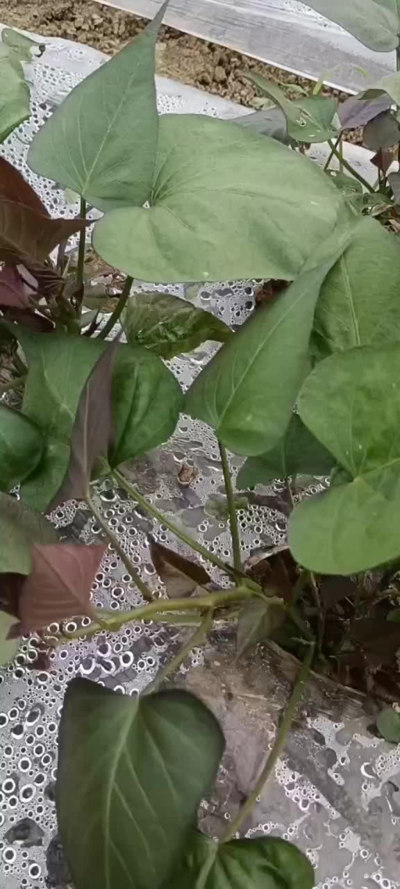 大田西瓜红红薯苗