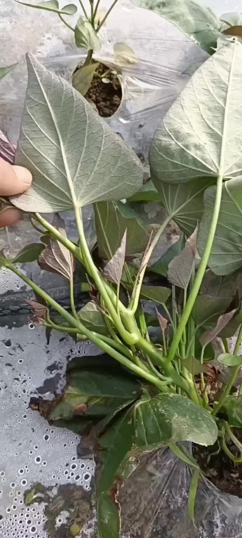 大田西瓜红红薯苗