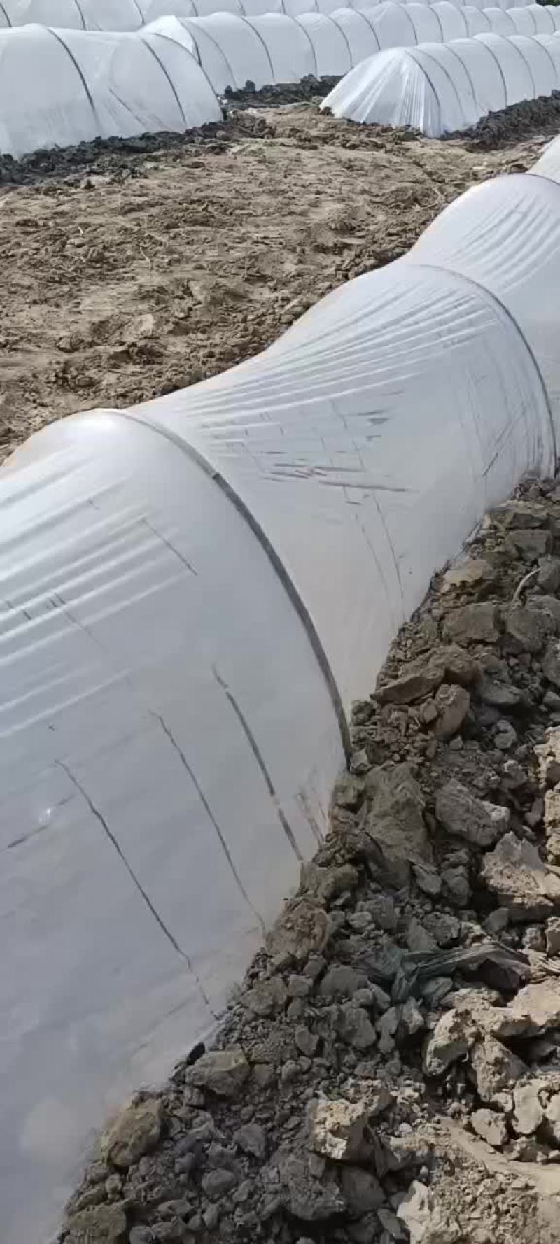 大田西瓜红红薯苗