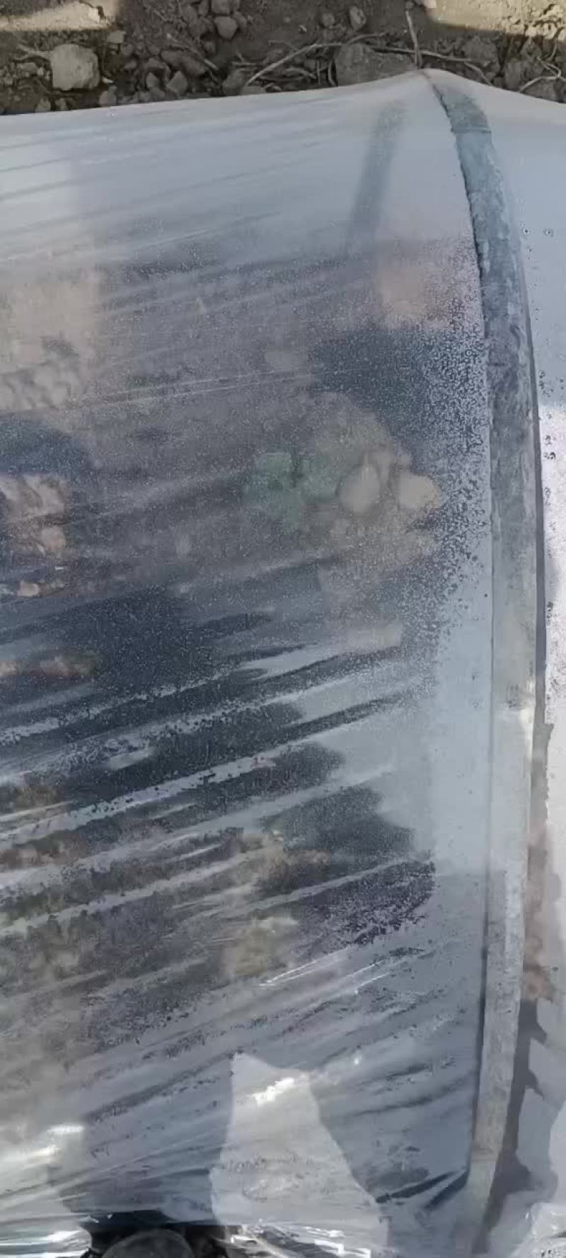 大田西瓜红红薯苗