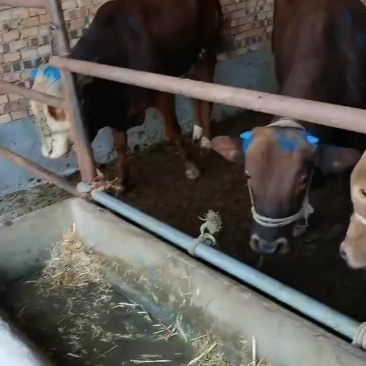 杂交育种，西门塔，土牛，肉牛，