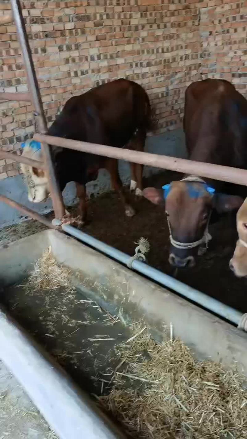 杂交育种，西门塔，土牛，肉牛，