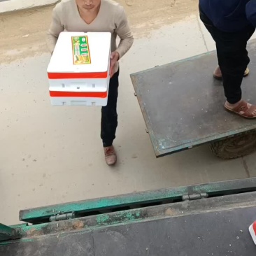 羊角密博洋