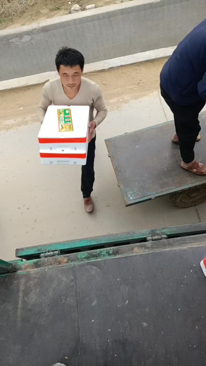 羊角密博洋