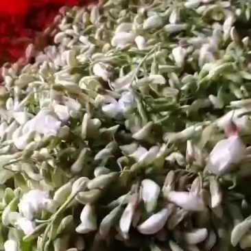 新鲜洋槐花，价格低