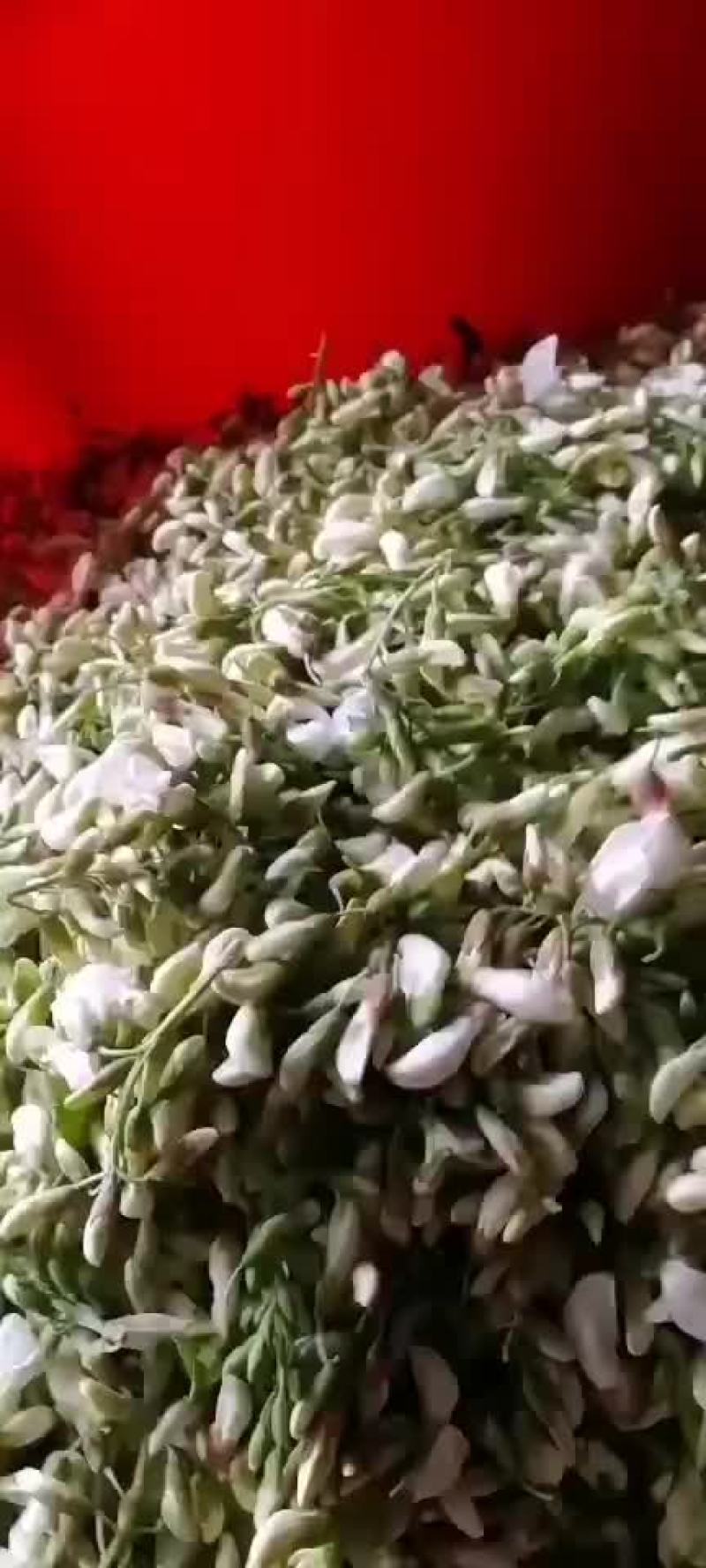 新鲜洋槐花，价格低