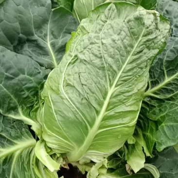 牛心菜尖包甘兰大量上市