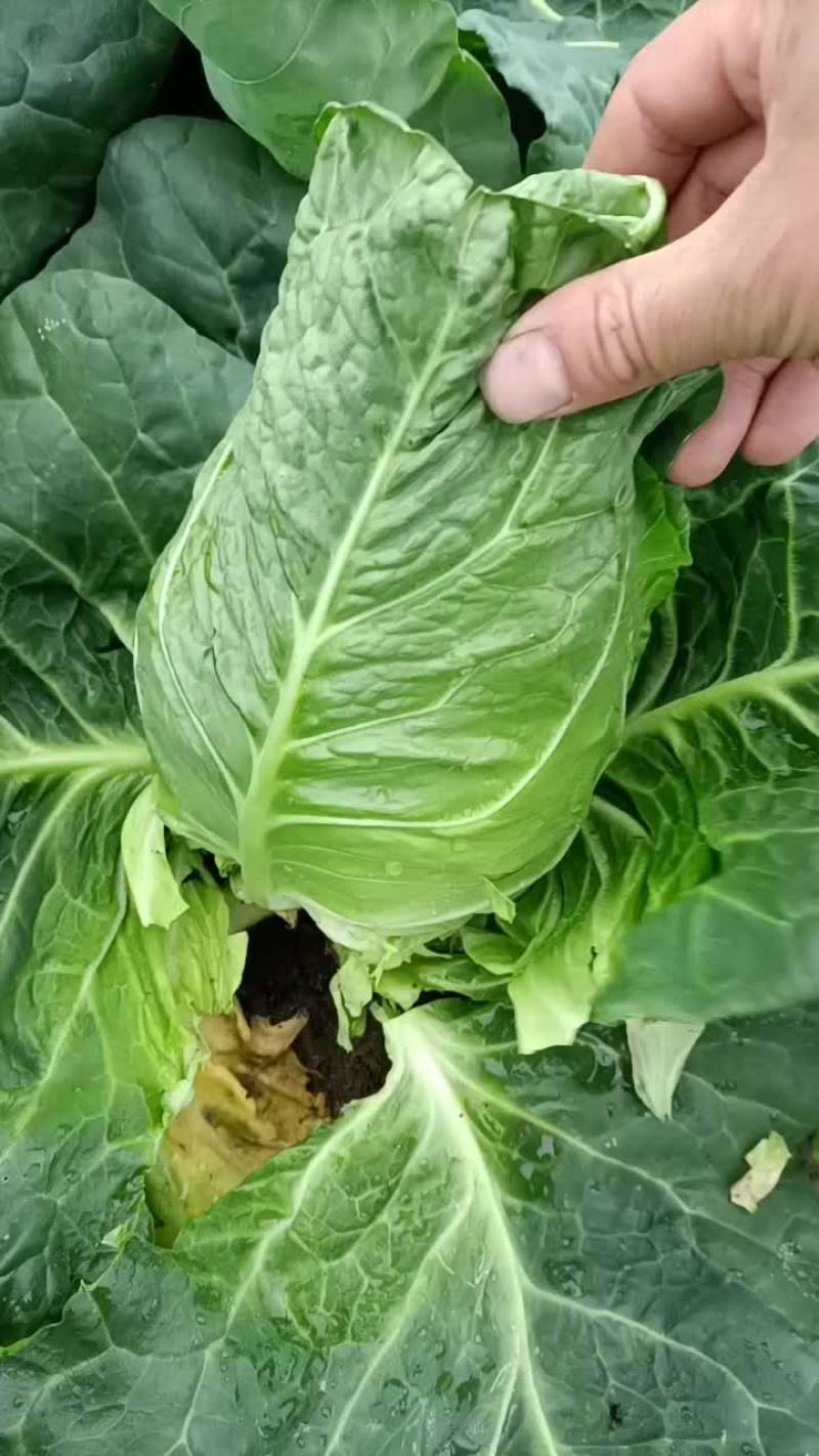 牛心菜尖包甘兰大量上市