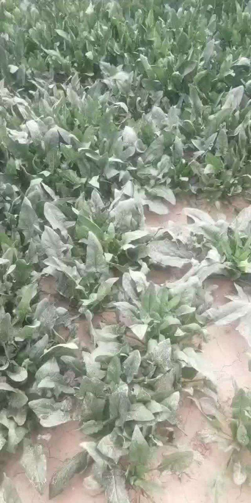 菠菜，加工厂货