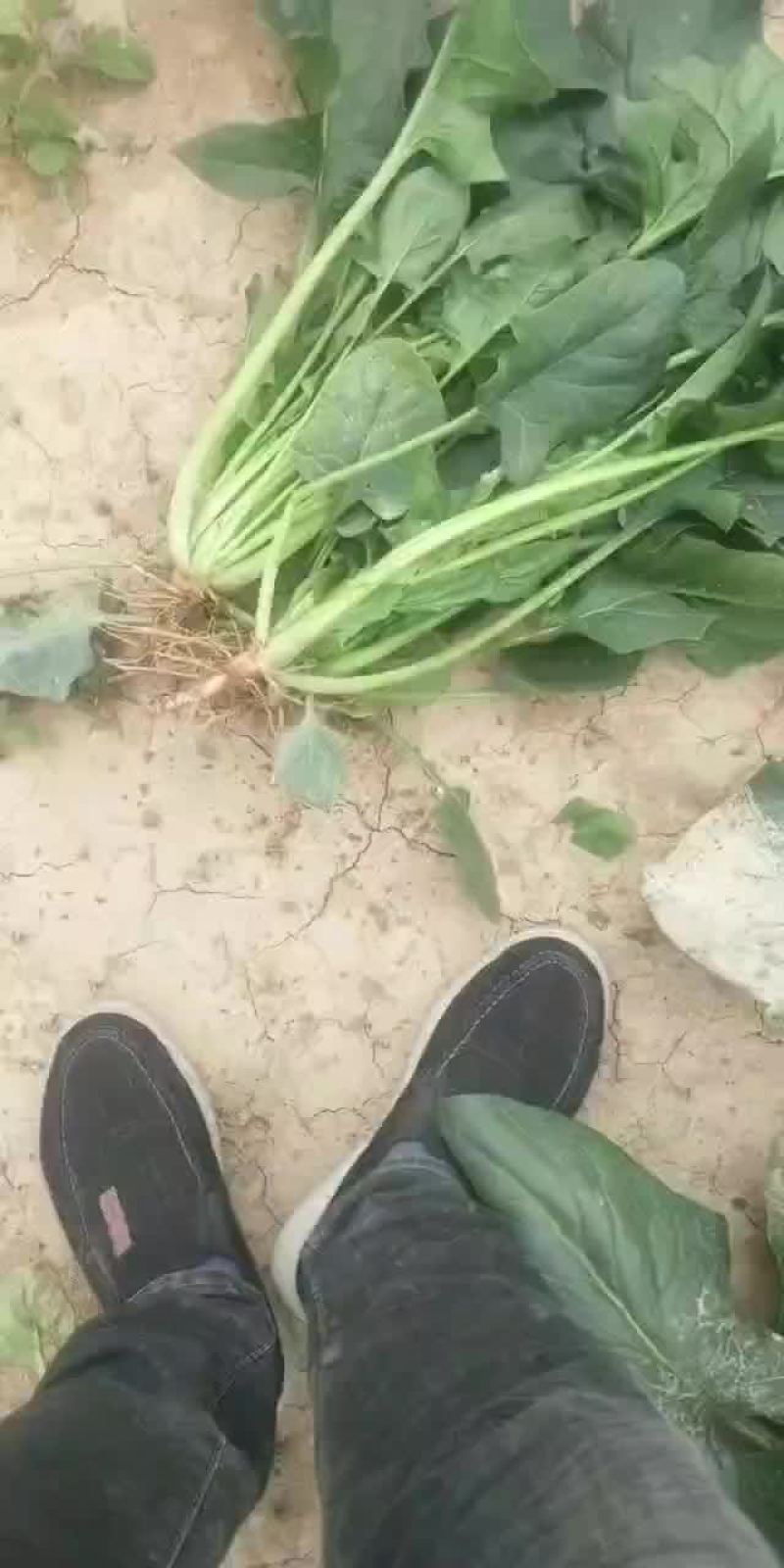 菠菜，加工厂货