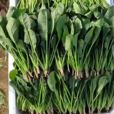 基地菠菜苗大量上市
