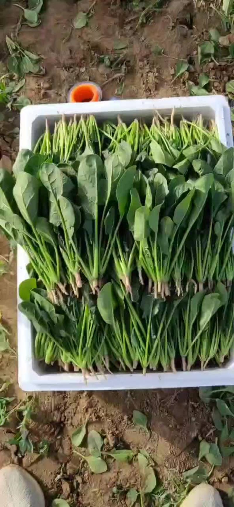 基地菠菜苗大量上市